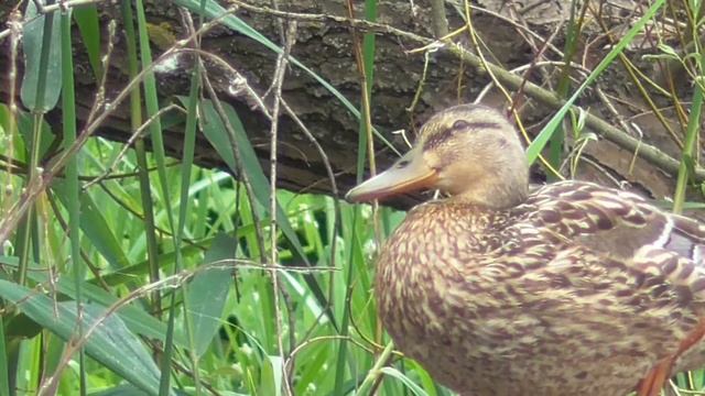 Хорошо устроились. Кряквы на дереве. Well settled down. Mallards on the tree