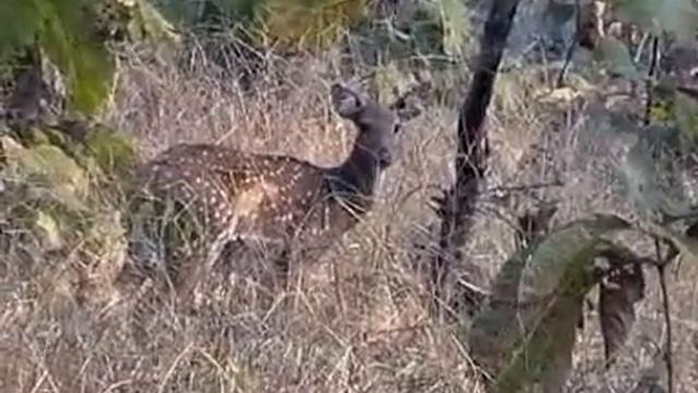 Tadoba Tiger Reserve and Western Ghats