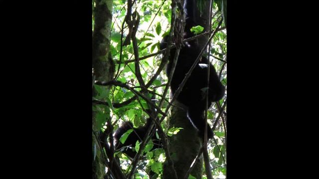 31-33. ΟΥΓΚΑΝΤΑ, ΚΟΝΓΚΟ, ΡΟΥΑΝΤΑ - UGANDA, CONGO: gorilla, beringei, Bwindi, Virunga (photos)