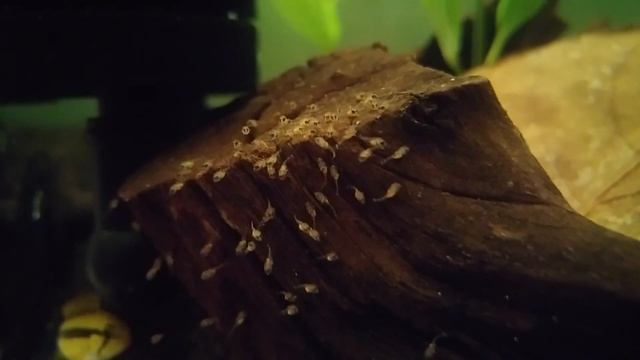 Apistogramma Trifasciata Baby Fishes