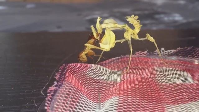 Update Hottentotta Salei Scorpion Mating Plus Mantis Feeding