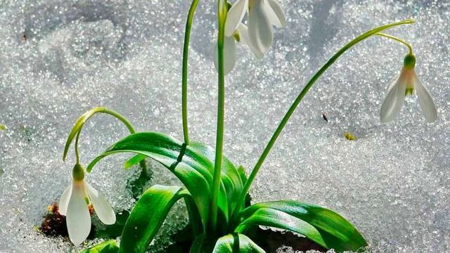 Лирическая песня вариант2 Быть цветами.mp4