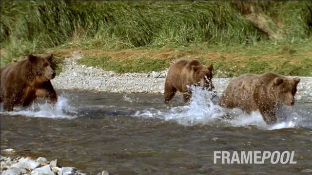 Bear family hunting in Alaska (Slow motion HD stock video) | Framepool