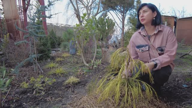 ХВОЙНЫЕ В ЮЖНОМ САДУ / Обзор сада -ПЕРВОЦВЕТЫ / Новинки в саду / КАМЕЛИЯ / МАГОНИЯ / Камышовый забор