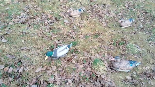 белолобый гусь...на моей лужайке