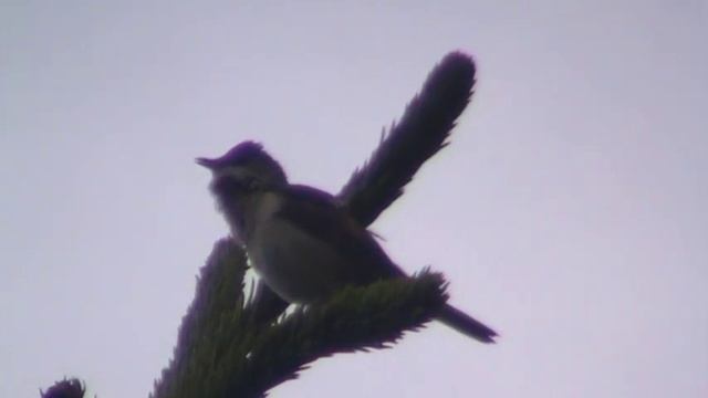 cierniówka (Sylvia communis), Common Whitethroat, Dorngrasmücke, Серая славка