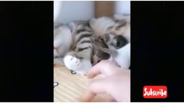 OMG!! Funniest Cat Video compilation in 2021| #FunnyPets