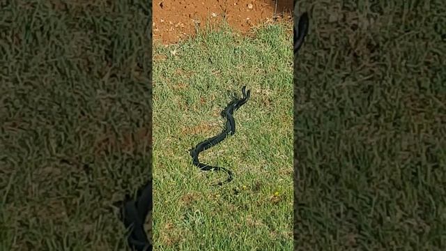 Black Mamba snake in Istria-Croatia