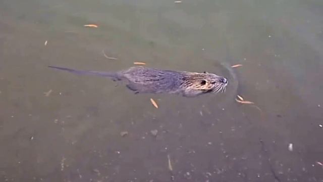 Nutria in Hermann Park