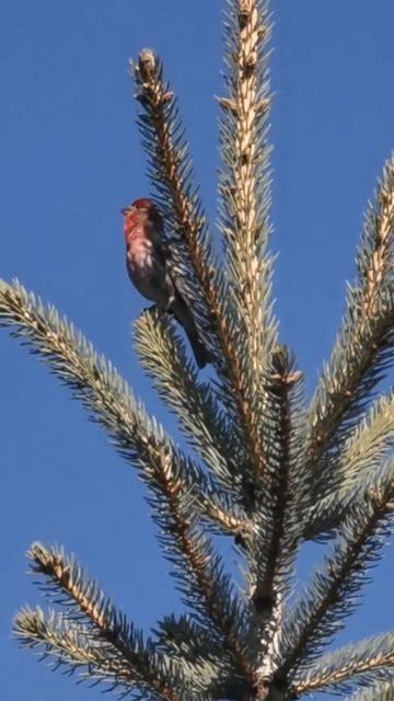 Rose-breasted Finch singing!!! 05/13/2020!