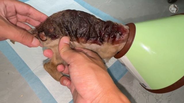 Unable to treat, the puppy was abandoned by its owner in a landfill to die on its own