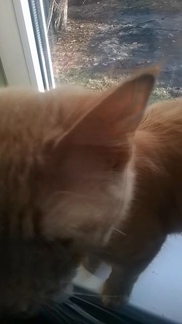 VID_20250131_134930.mp4