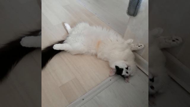 Котик радуется жизни