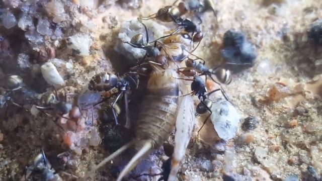 Feeding Frenzy - Camponotus sericeus