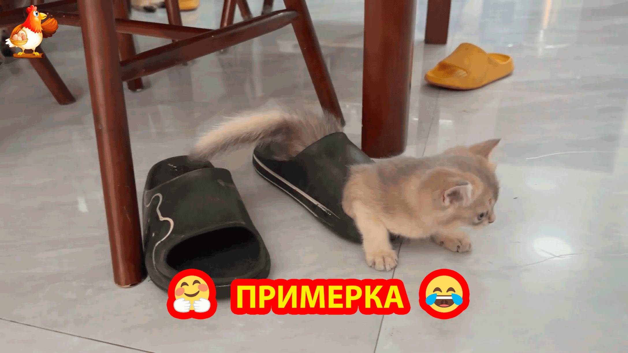 Котенок примерил садовые шлепанцы и пошел к маме Кошке ❣️🤗😍