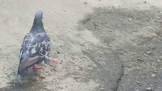 Голубь с поломаной ножкой пьёт воду.