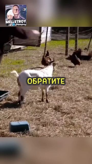 Их называют - обморочные козы🐐 #shorts