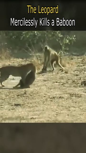 The Leopard Mercilessly Kills a Baboon