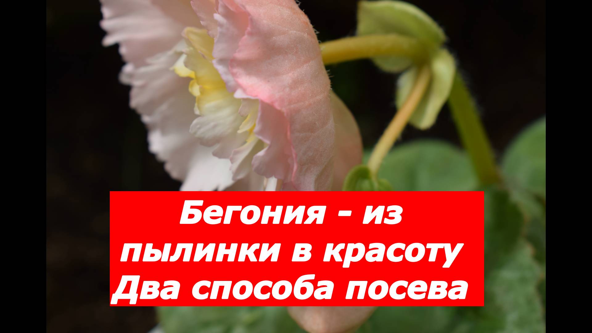 Бегония - из пылинки в красоту. Два способа посева. # цветы # бегония