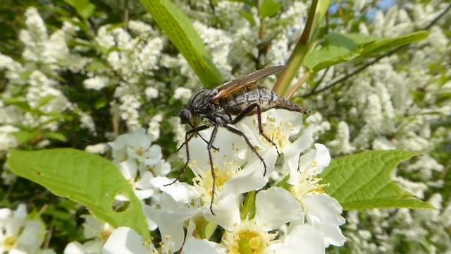 Hanging Fly, Empis tessellata, Grote Dansvlieg, Rhoon, ZH, the Netherlands, 7 May 2022 (2/5)