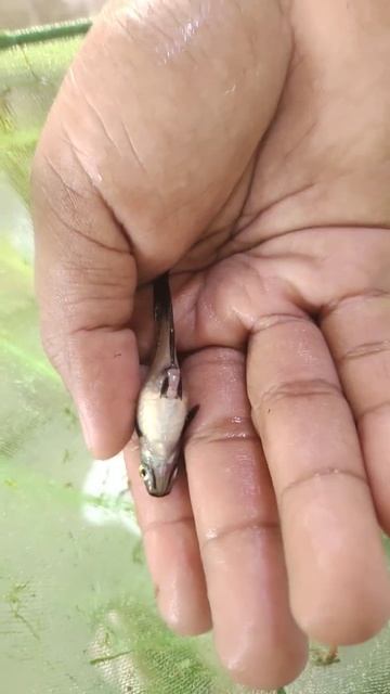 PREGNANT YELLOW WAGTAIL PLATTY 😍 #fish #fishkeeping #pet #platty #aquaticfish