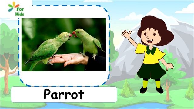 Learn All About Birds for Kids -  English Version - For Kids