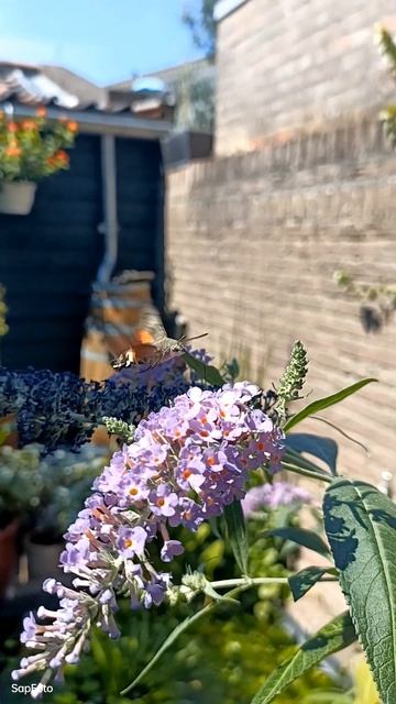 kolibri vlinder in de tuin