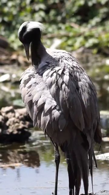 Demoiselle Crane