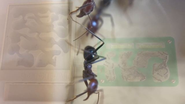 Meat Ants - Colony update #16 - Iridomyrmex purpureus