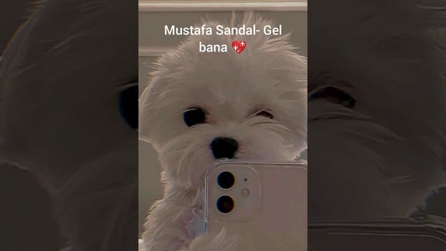 Mustafa Sandal- Gel bana (speed up)✨