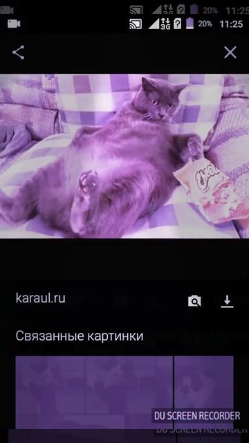 Фото кошек и котов..