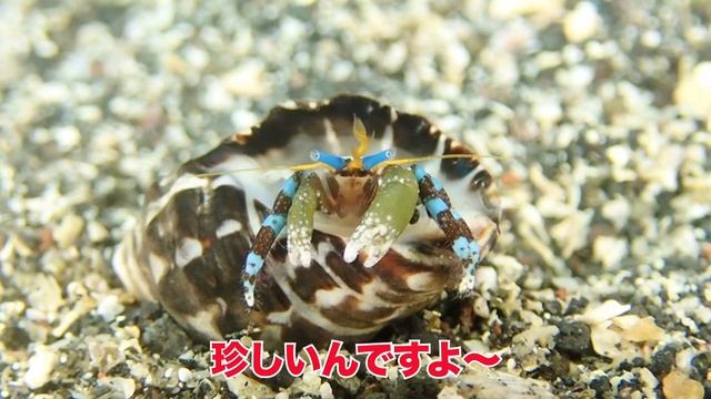 きれいな水色やオレンジが映えるユビワサンゴヤドカリです！水色のシマシマ足も可愛いです♪実は、伊豆のヤドカリガイドの僕にとって憧れのヤドカリなんです。。