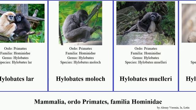 Mammalia, ordo Primates, familia Hominidae hylobates pongo lar troglodytes moloch robustus agilis