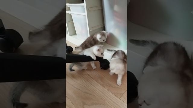 котятки