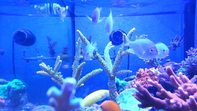 My funny chromis