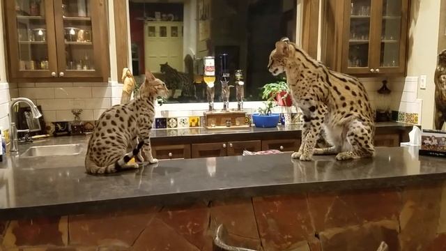 Female F2 Savannah vs. Serval