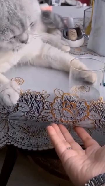 котики