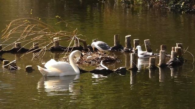 Mute Swan not worried by gulls