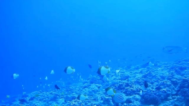 Pyramid Butterflyfish at Molokini