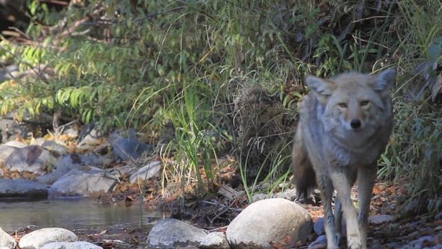 Coyote Attack in Yellowstone HD 1080p.mov