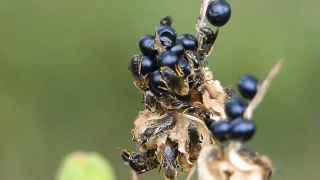 ハバムカシハナバチ　Colletes (Colletes) babai