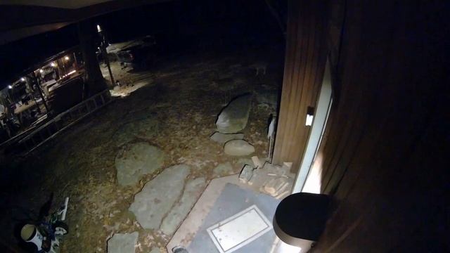 Stepping into the Twilight Zone: The Coyote-Deer Hybrid's Doorstep Debut