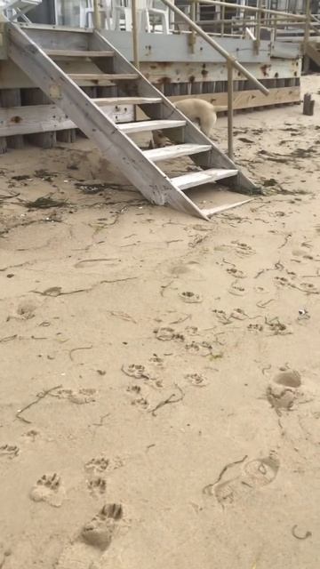 A walk with buddy #viral #beach #cuteanimal