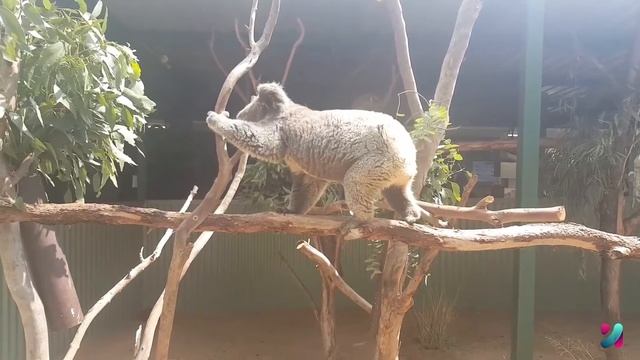 Australia's Koala declared endangered | India wildlife | Hindi News | latest news | New information