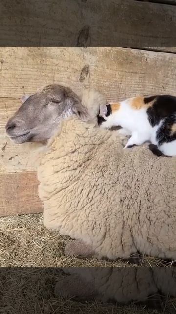 Cat on sheep | Кот на овце 🐱🐑 #shorts