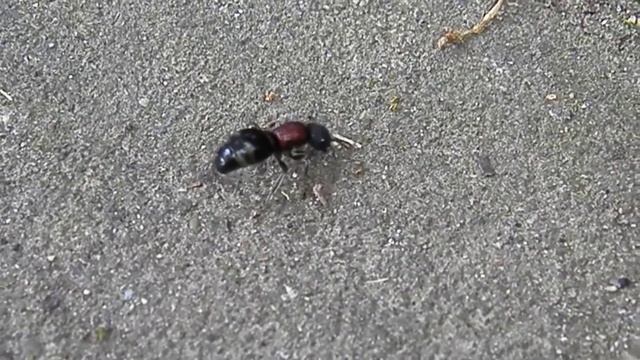 Velvet Ant(Mutilla mikado) Walking ミカドアリバチの探索行動