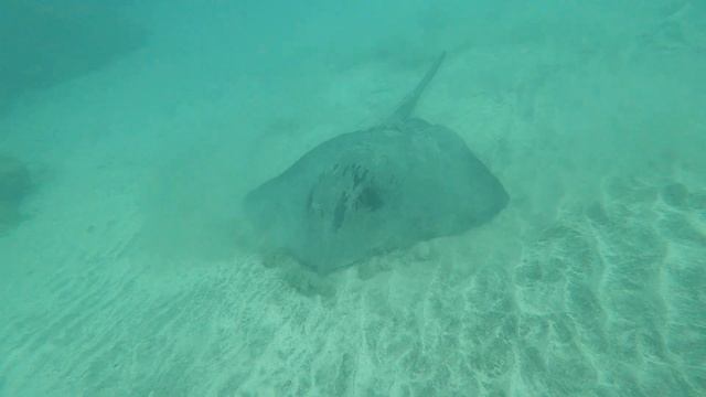 Tenerife stingray