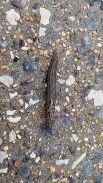 Invasive leopard slug in D.C.