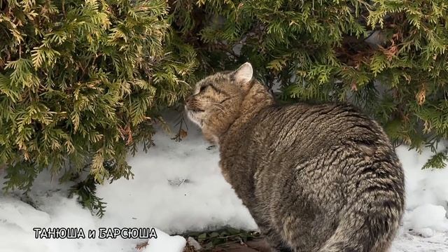 Лесной кот проверяет почту ✨ Барсик ✨ Милые котики