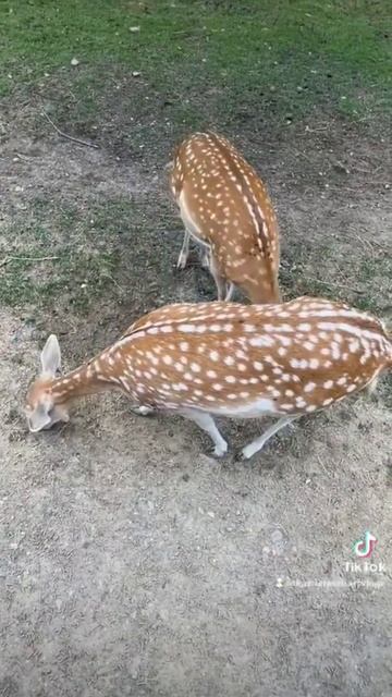 cute deer eating